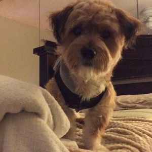 Meet your Posher, Buddy